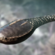 Artist’s depiction of an armored fish that lived 455 million years ago.